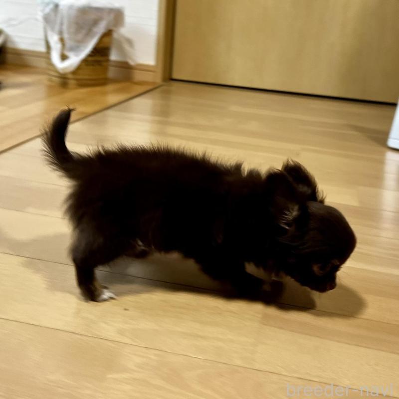 販売中の香川県のチワワ(ロングコート)-443341の10枚目