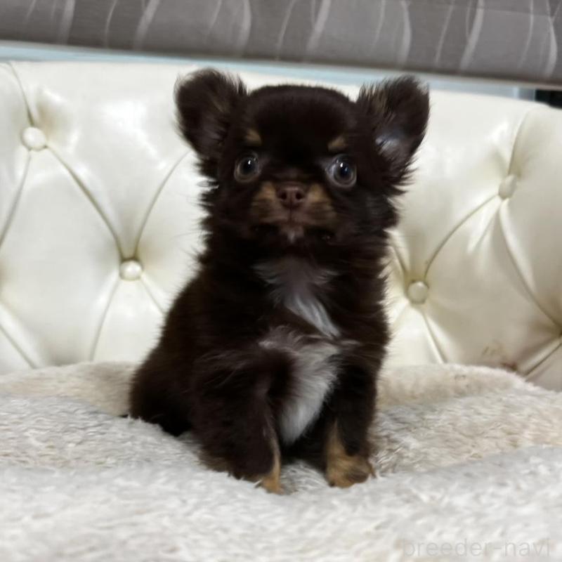 販売中の香川県のチワワ(ロングコート)-443341の9枚目