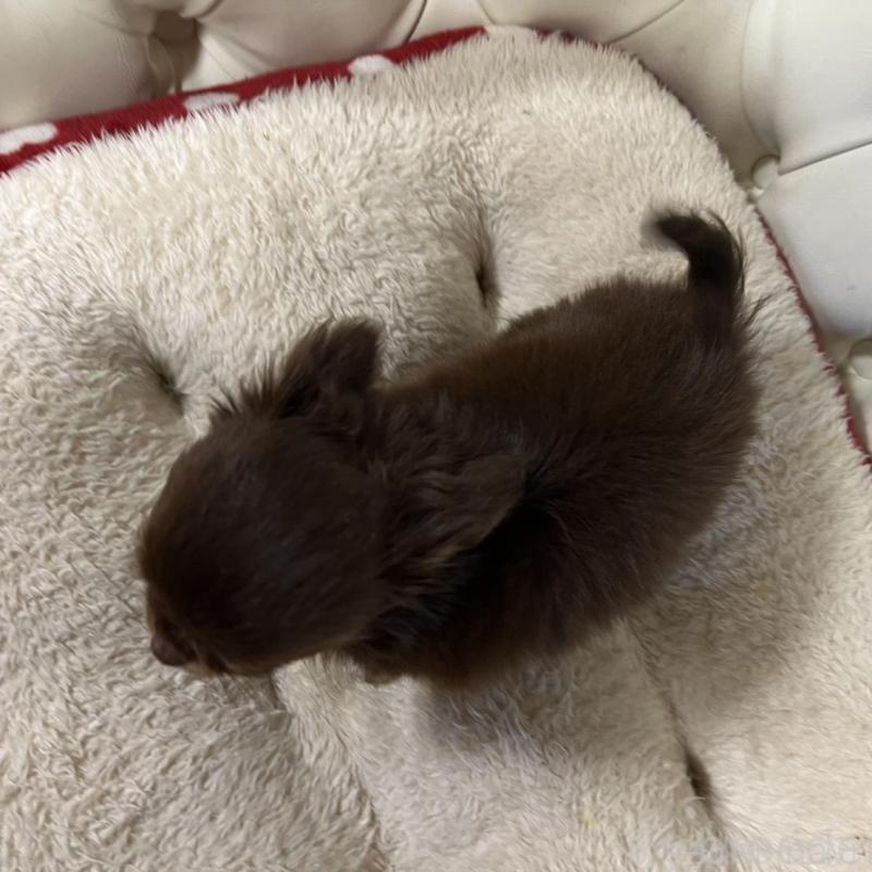 販売中の香川県のチワワ(ロングコート)-443341の8枚目