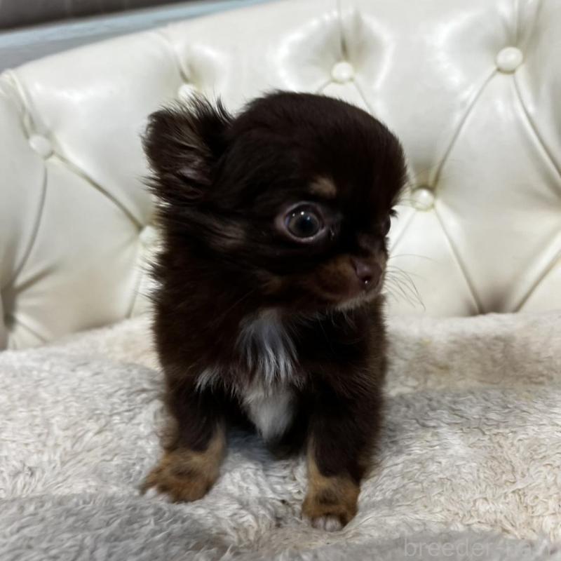 販売中の香川県のチワワ(ロングコート)-443341の7枚目