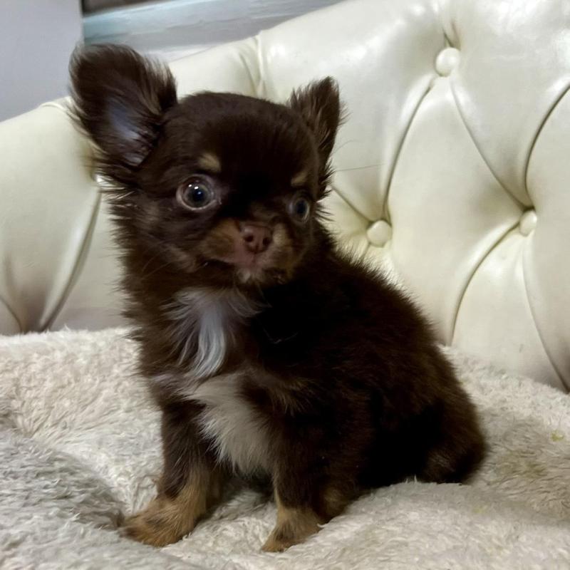 販売中の香川県のチワワ(ロングコート)-443341の4枚目