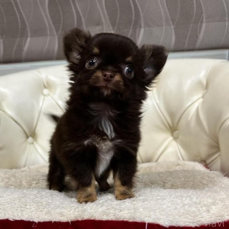 販売中の香川県のチワワ(ロングコート)-443341の3枚目