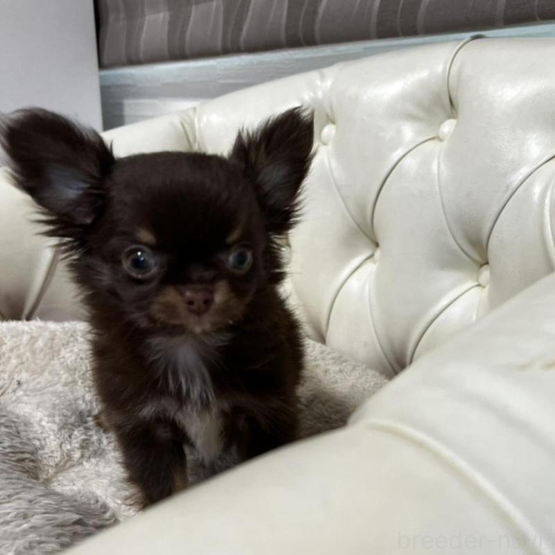 販売中の香川県のチワワ(ロングコート)-443341の2枚目