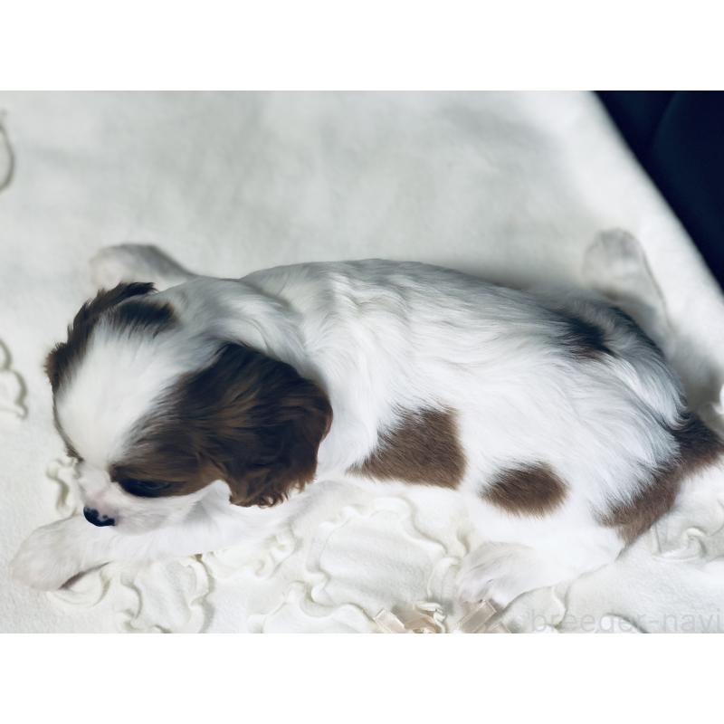 成約済の青森県のキャバリアキングチャールズスパニエル-436855の5枚目