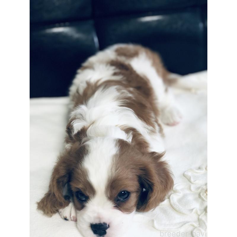 成約済の青森県のキャバリアキングチャールズスパニエル-436855の4枚目