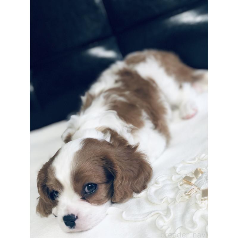 成約済の青森県のキャバリアキングチャールズスパニエル-436855の3枚目