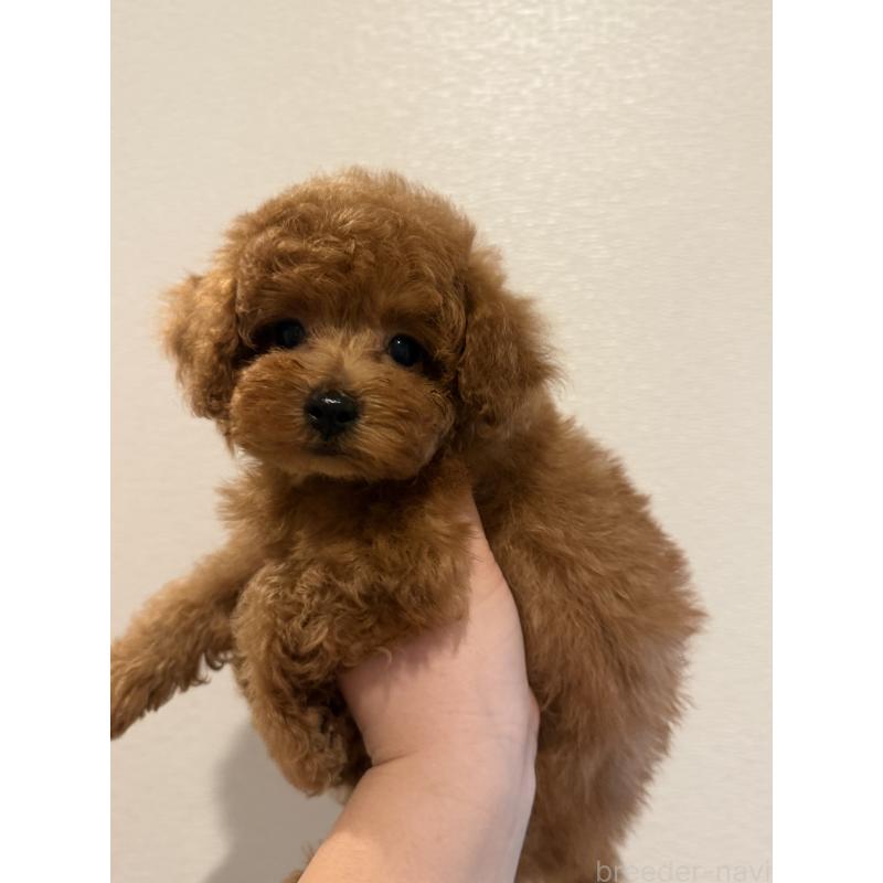 販売中の埼玉県のタイニープードル-436223の4枚目