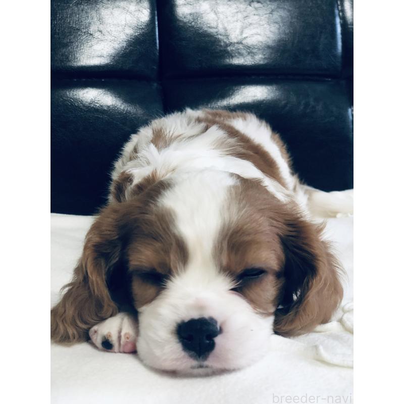 成約済の青森県のキャバリアキングチャールズスパニエル-436855の2枚目