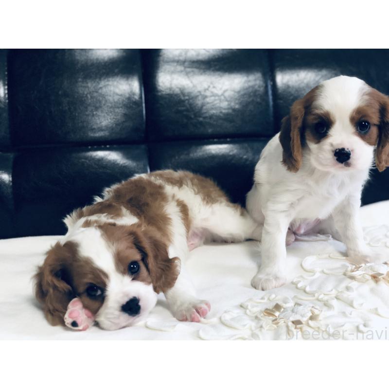 成約済の青森県のキャバリアキングチャールズスパニエル-436854の9枚目