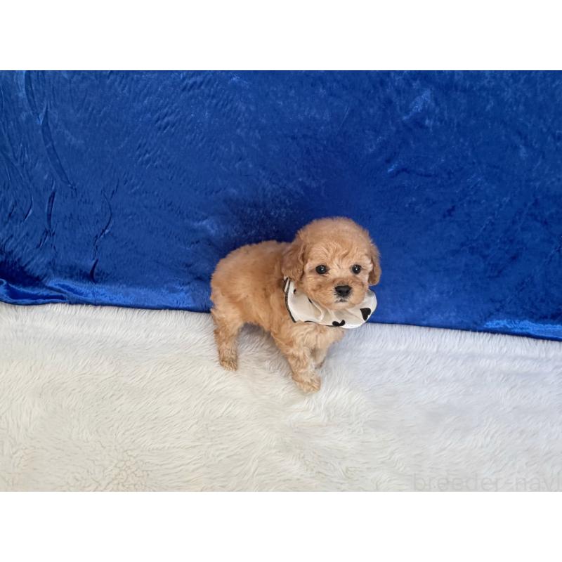 販売中の福岡県のタイニープードル-443342の4枚目