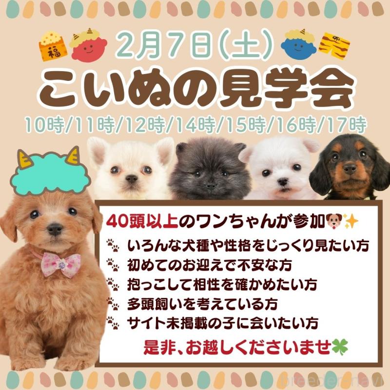 成約済の静岡県のポメラニアン-434790の3枚目