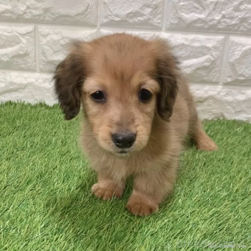 成約済の愛知県のミニチュアダックスフンド(ロングヘアード)-439784の1枚目