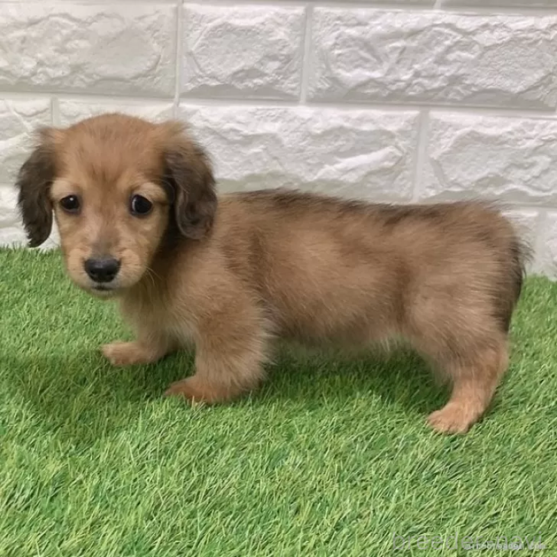 成約済の愛知県のミニチュアダックスフンド(ロングヘアード)-439784の5枚目