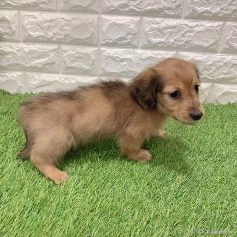 成約済の愛知県のミニチュアダックスフンド(ロングヘアード)-439784の4枚目