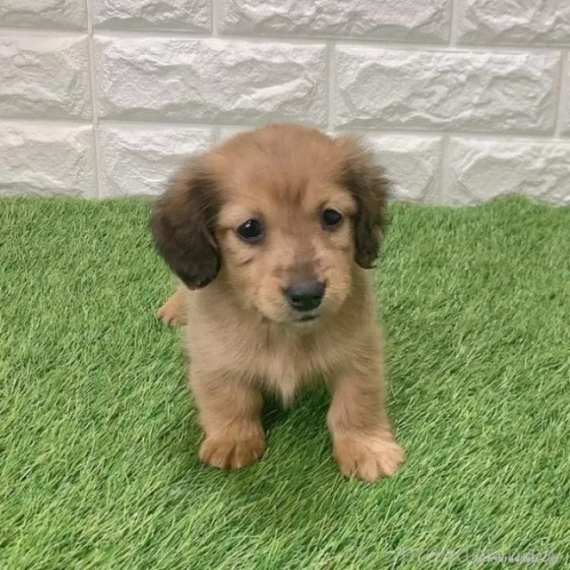 成約済の愛知県のミニチュアダックスフンド(ロングヘアード)-439784の3枚目