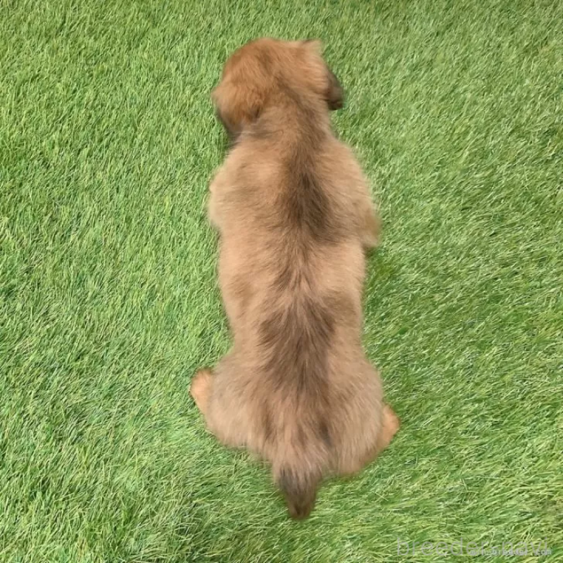 成約済の愛知県のミニチュアダックスフンド(ロングヘアード)-439784の2枚目