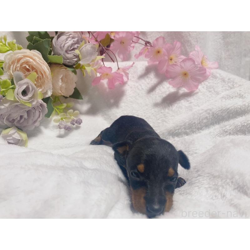 販売中の千葉県のトイマンチェスターテリア-443345の2枚目