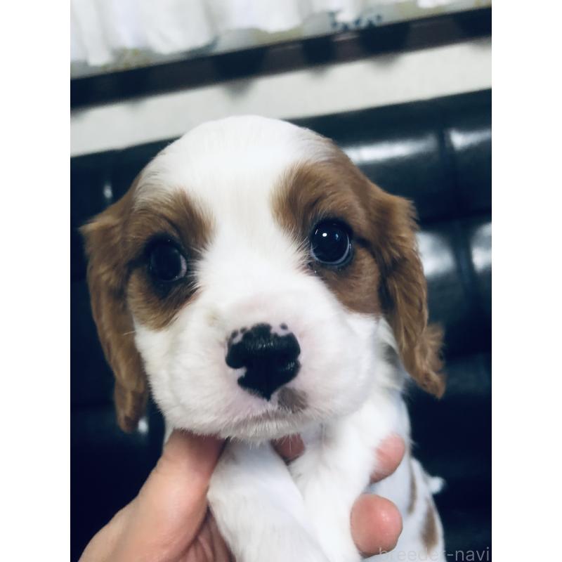 成約済の青森県のキャバリアキングチャールズスパニエル-436854の7枚目