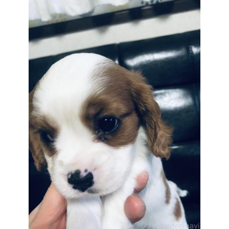 成約済の青森県のキャバリアキングチャールズスパニエル-436854の6枚目