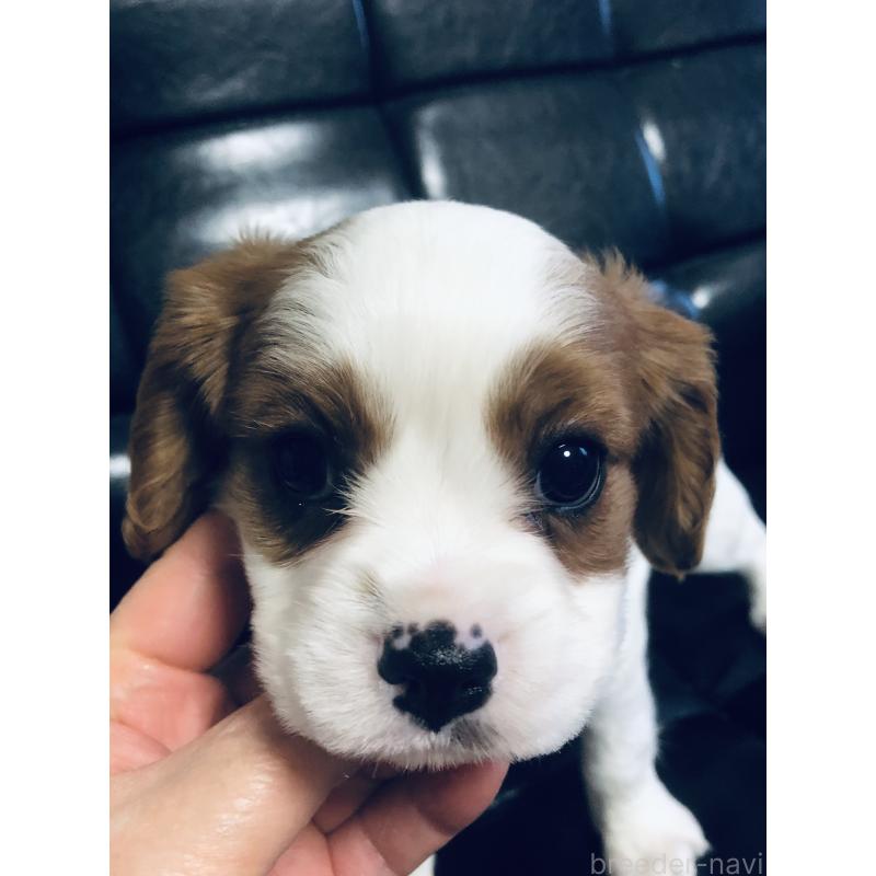 成約済の青森県のキャバリアキングチャールズスパニエル-436854の5枚目