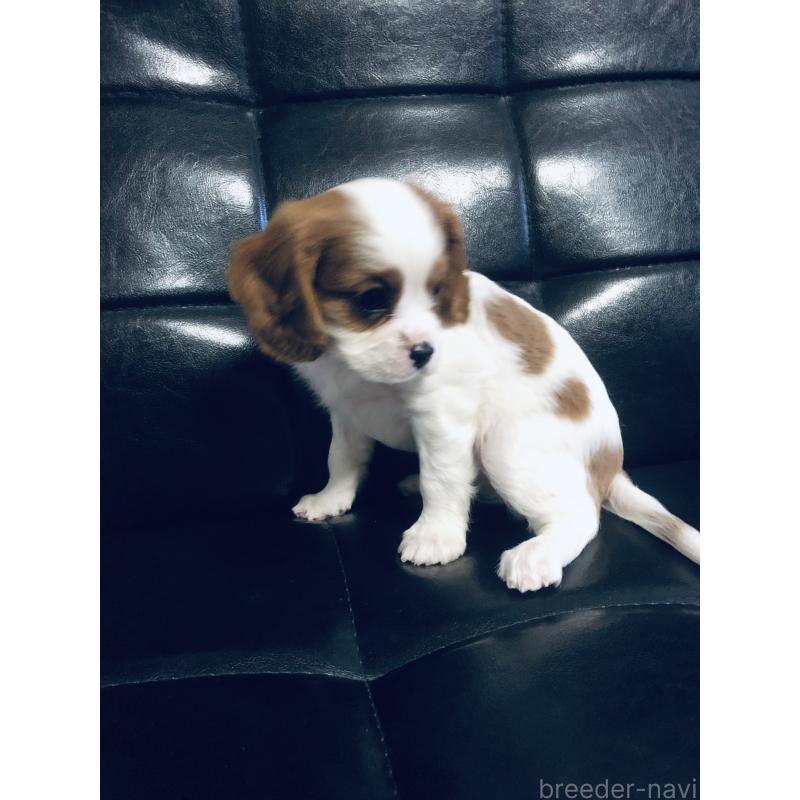 成約済の青森県のキャバリアキングチャールズスパニエル-436854の4枚目