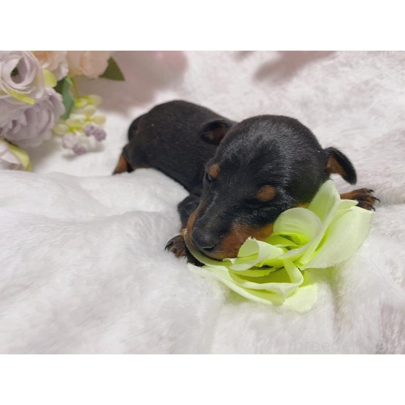 販売中の千葉県のトイマンチェスターテリア-443346の2枚目