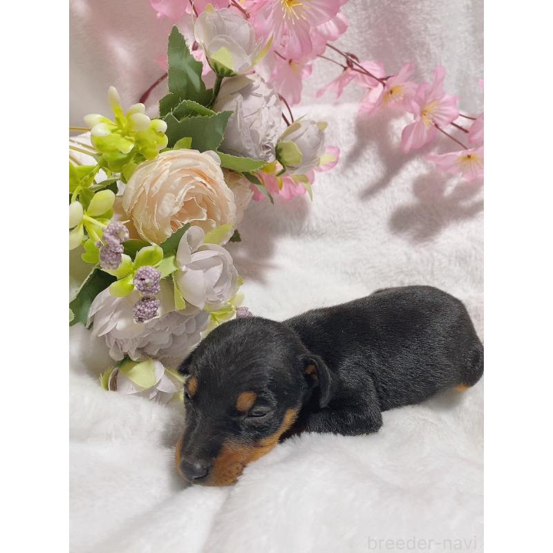 販売中の千葉県のトイマンチェスターテリア-443348の2枚目