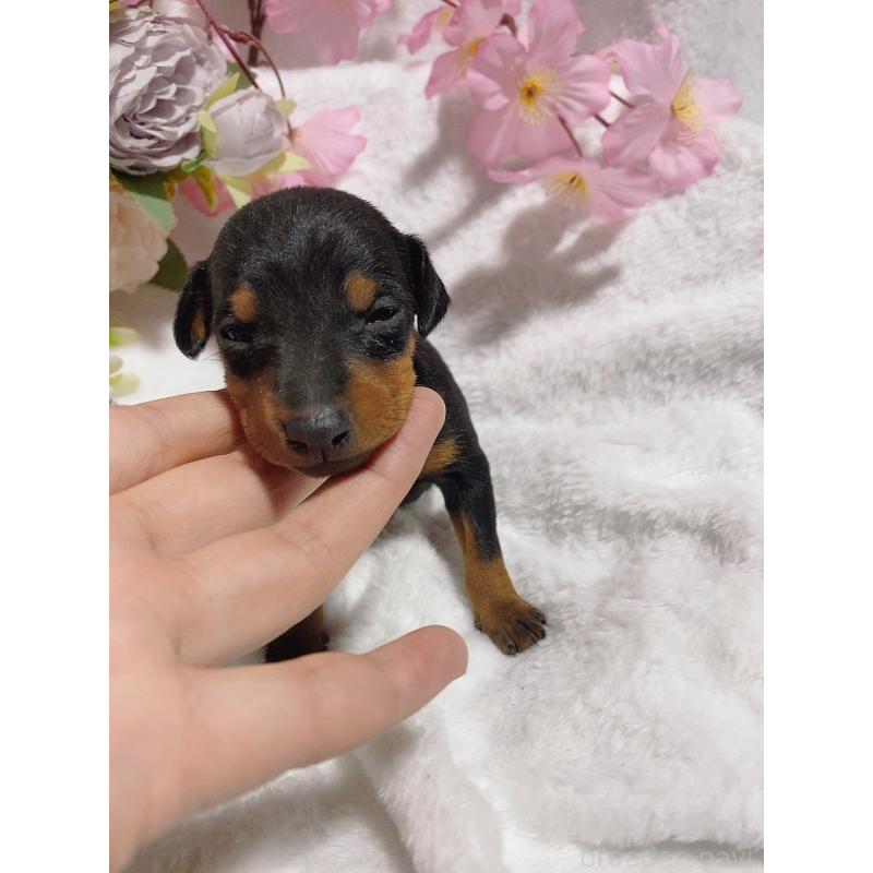 販売中の千葉県のトイマンチェスターテリア-443349の2枚目