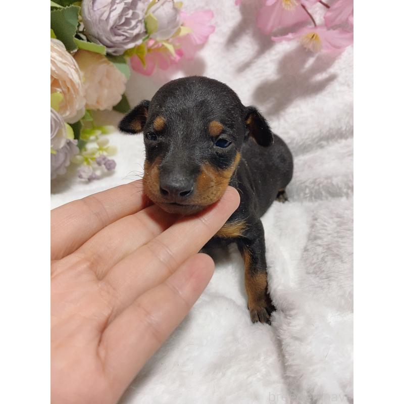 販売中の千葉県のトイマンチェスターテリア-443351の2枚目