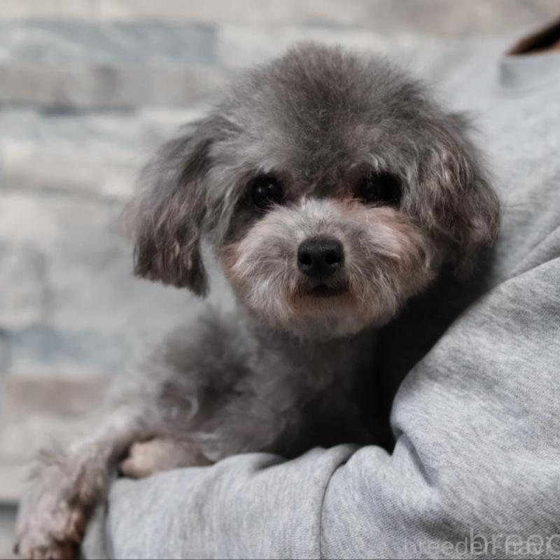 販売中の愛知県のティーカッププードル-443344の5枚目