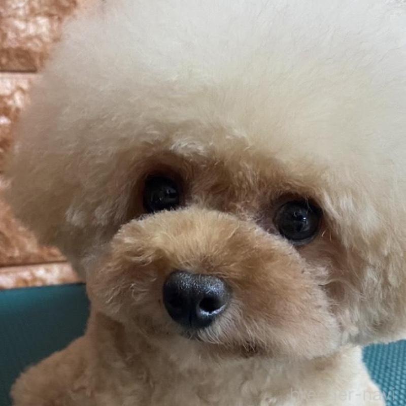 販売中の愛知県のティーカッププードル-443344の4枚目