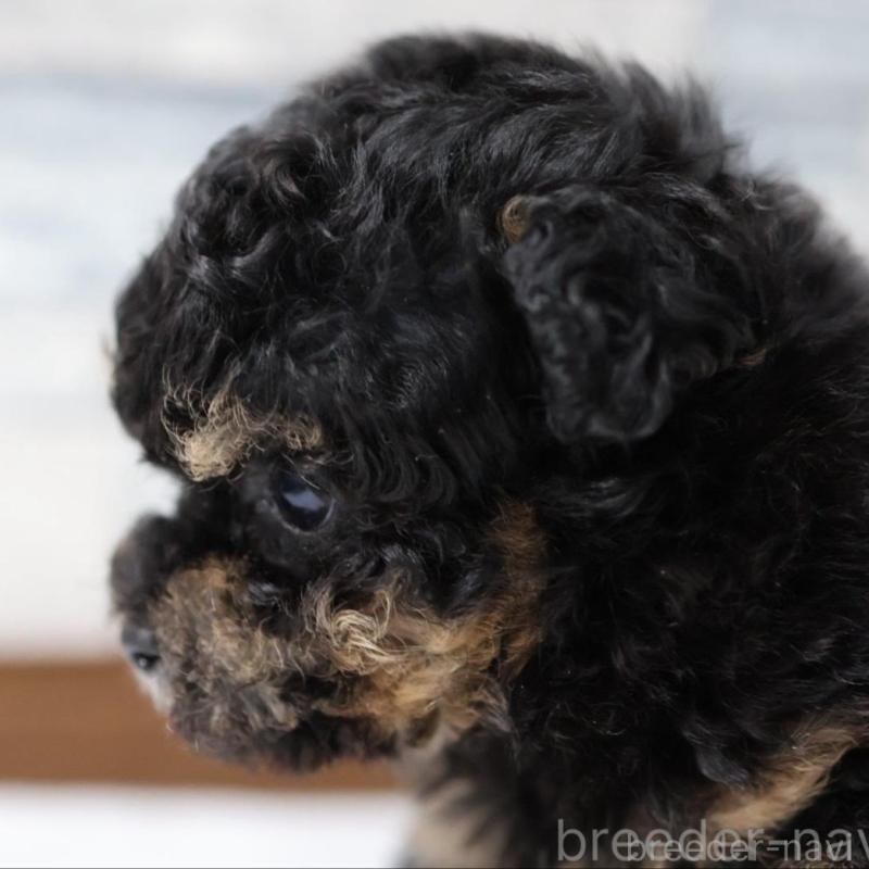 販売中の愛知県のティーカッププードル-443344の2枚目