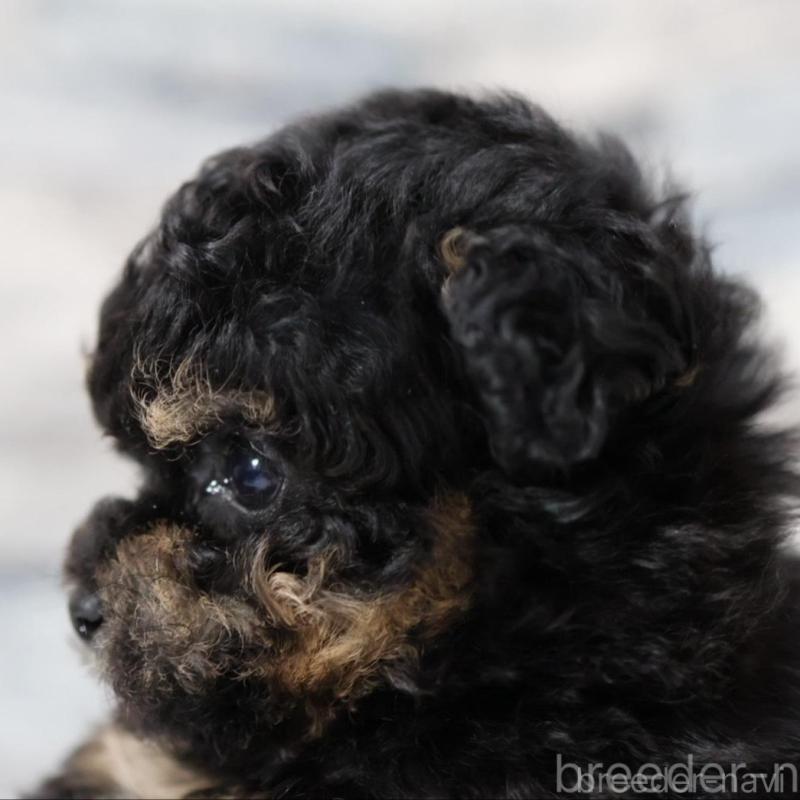 販売中の愛知県のティーカッププードル-443344の1枚目