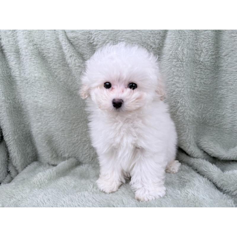 販売中の東京都のトイプードル-443347の5枚目