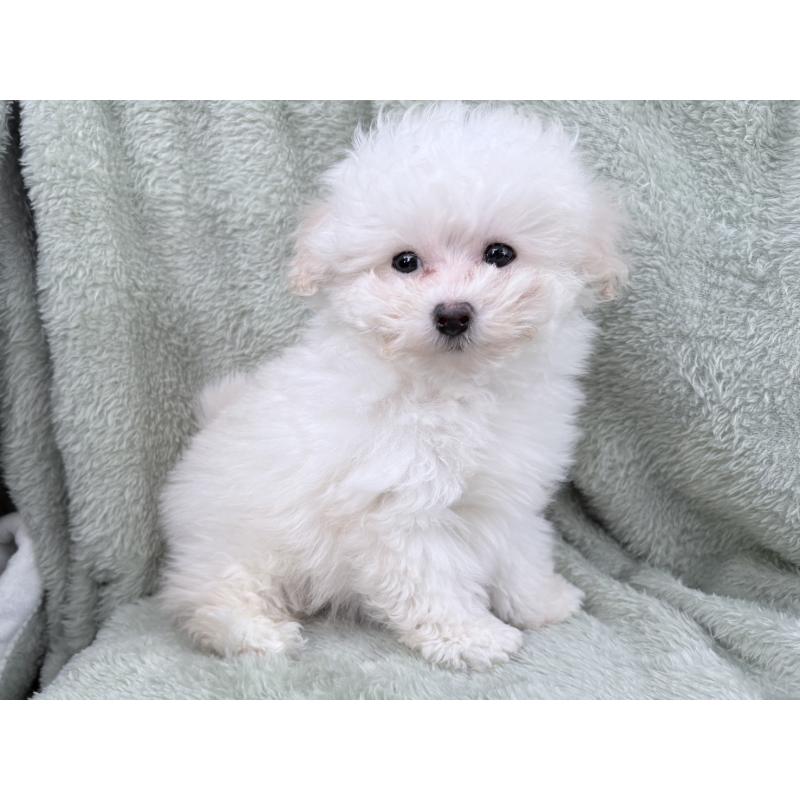 販売中の東京都のトイプードル-443347の3枚目