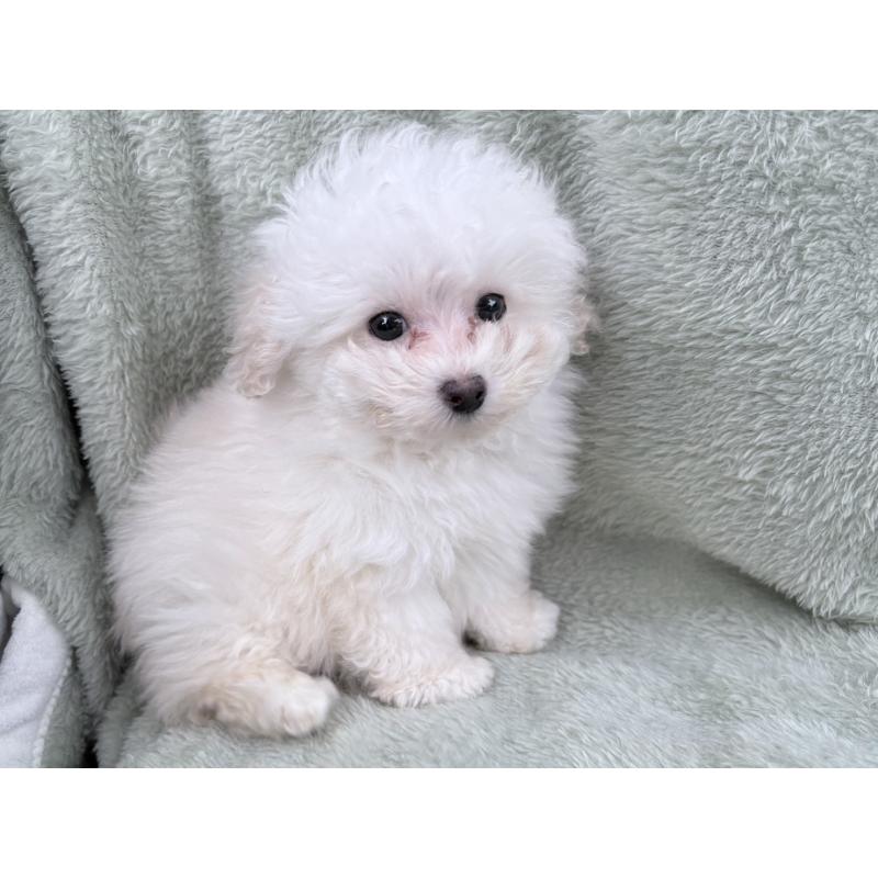 販売中の東京都のトイプードル-443347の2枚目