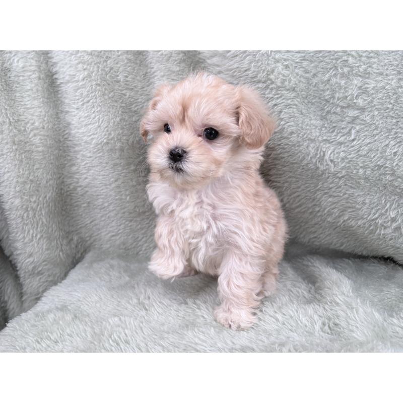 販売中の東京都のマルプー:マルチーズ×トイプードル-443350の4枚目