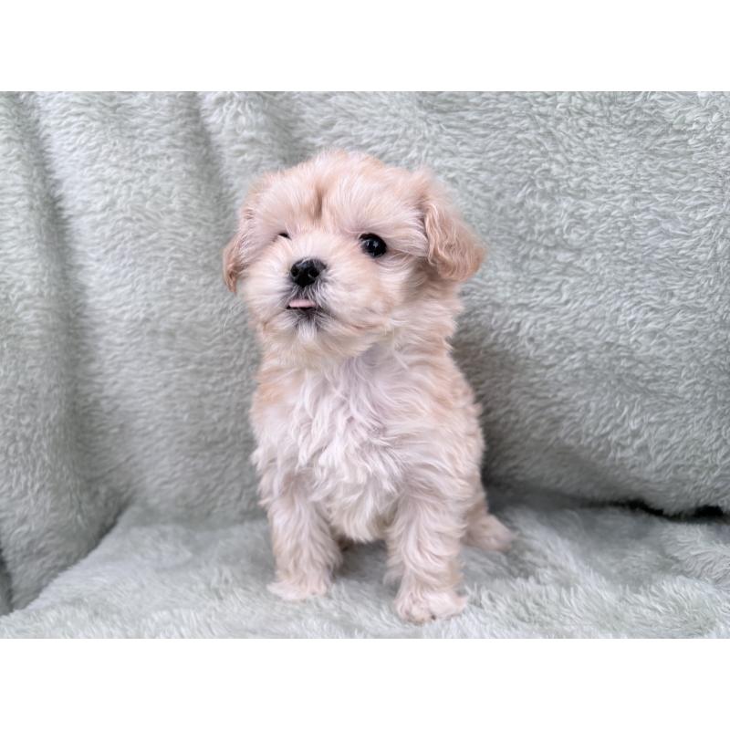 販売中の東京都のマルプー:マルチーズ×トイプードル-443350の2枚目