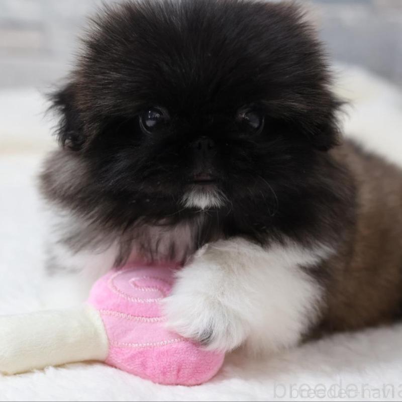 販売中の愛知県のペキニーズ-443352の5枚目