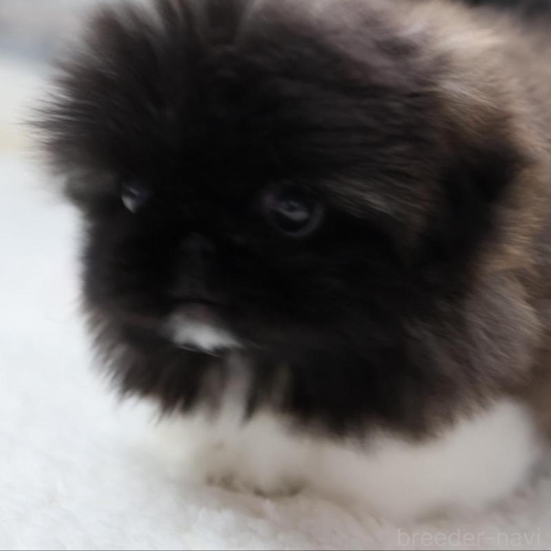 販売中の愛知県のペキニーズ-443352の4枚目