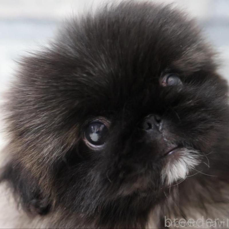 販売中の愛知県のペキニーズ-443352の3枚目