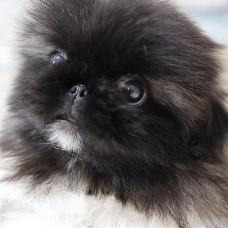 販売中の愛知県のペキニーズ-443352の2枚目