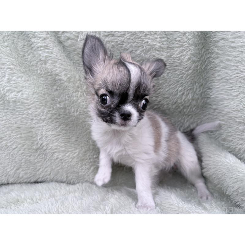 販売中の東京都のチワワ(ロングコート)-443353の5枚目