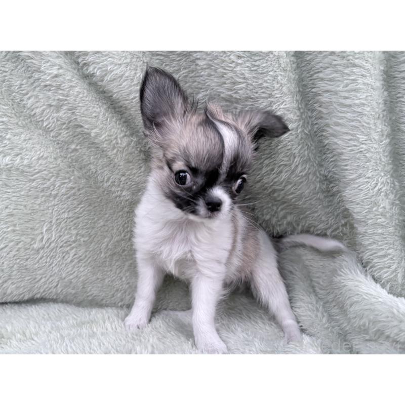 販売中の東京都のチワワ(ロングコート)-443353の4枚目