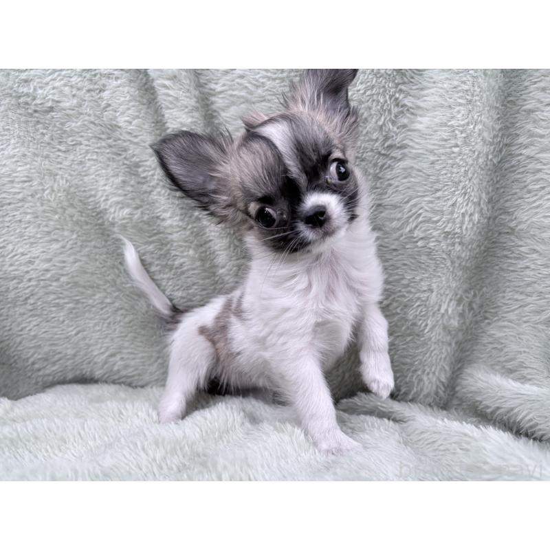 販売中の東京都のチワワ(ロングコート)-443353の3枚目