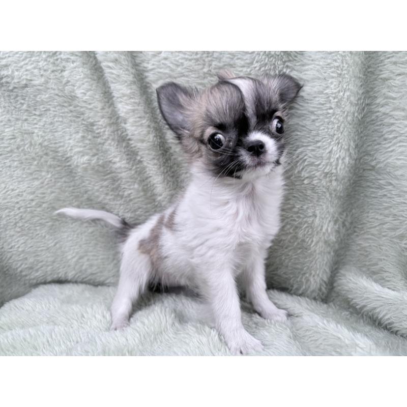 販売中の東京都のチワワ(ロングコート)-443353の2枚目