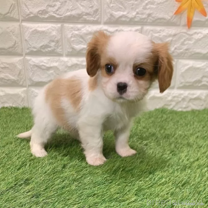 販売中の愛知県のキャバリアキングチャールズスパニエル-439923