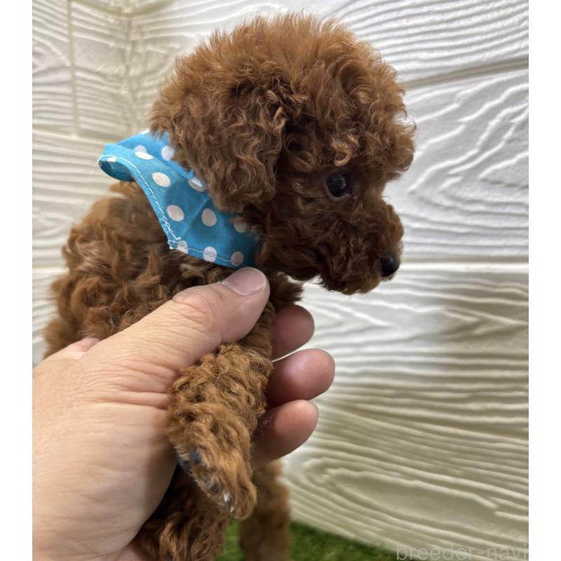 販売中の埼玉県のトイプードル-443359の4枚目