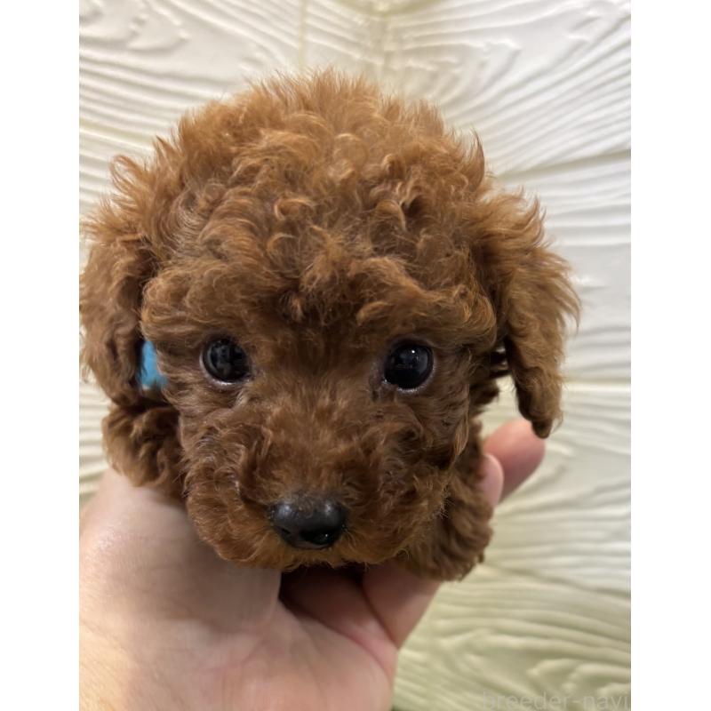 販売中の埼玉県のトイプードル-443359の3枚目