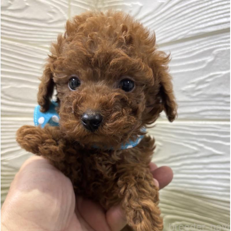 販売中の埼玉県のトイプードル-443359の2枚目